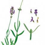 Lavendel-583x1024