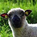 Ankunft der Berglavendel-Schafe